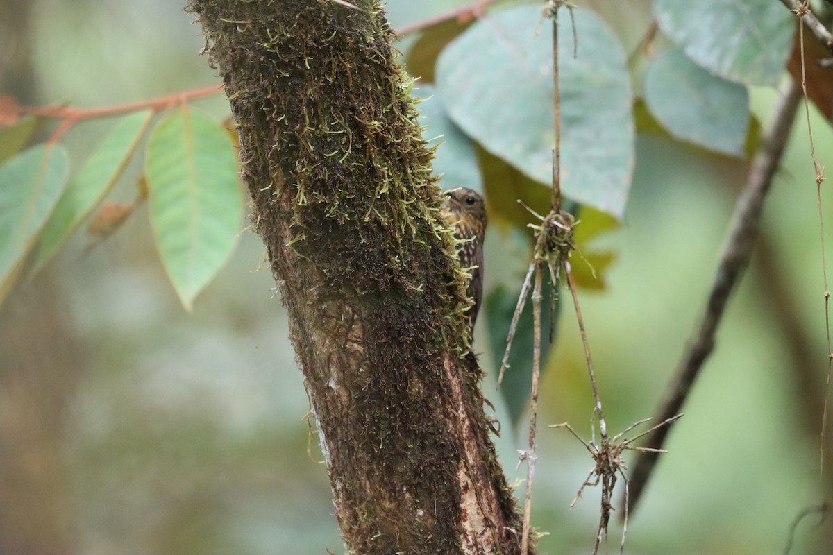 Spotted Barbtail - ML644736648