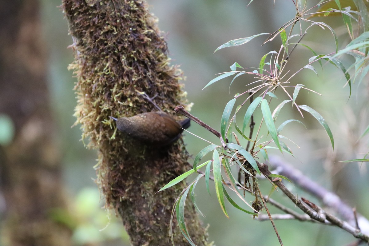 Spotted Barbtail - ML644736649