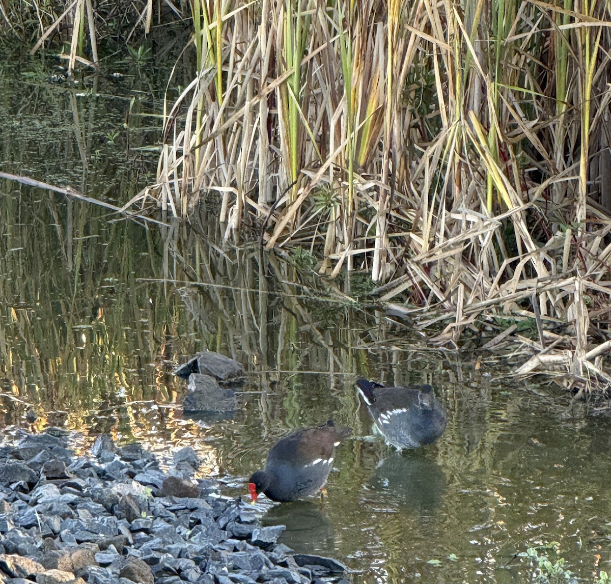 アメリカバン - ML644736651