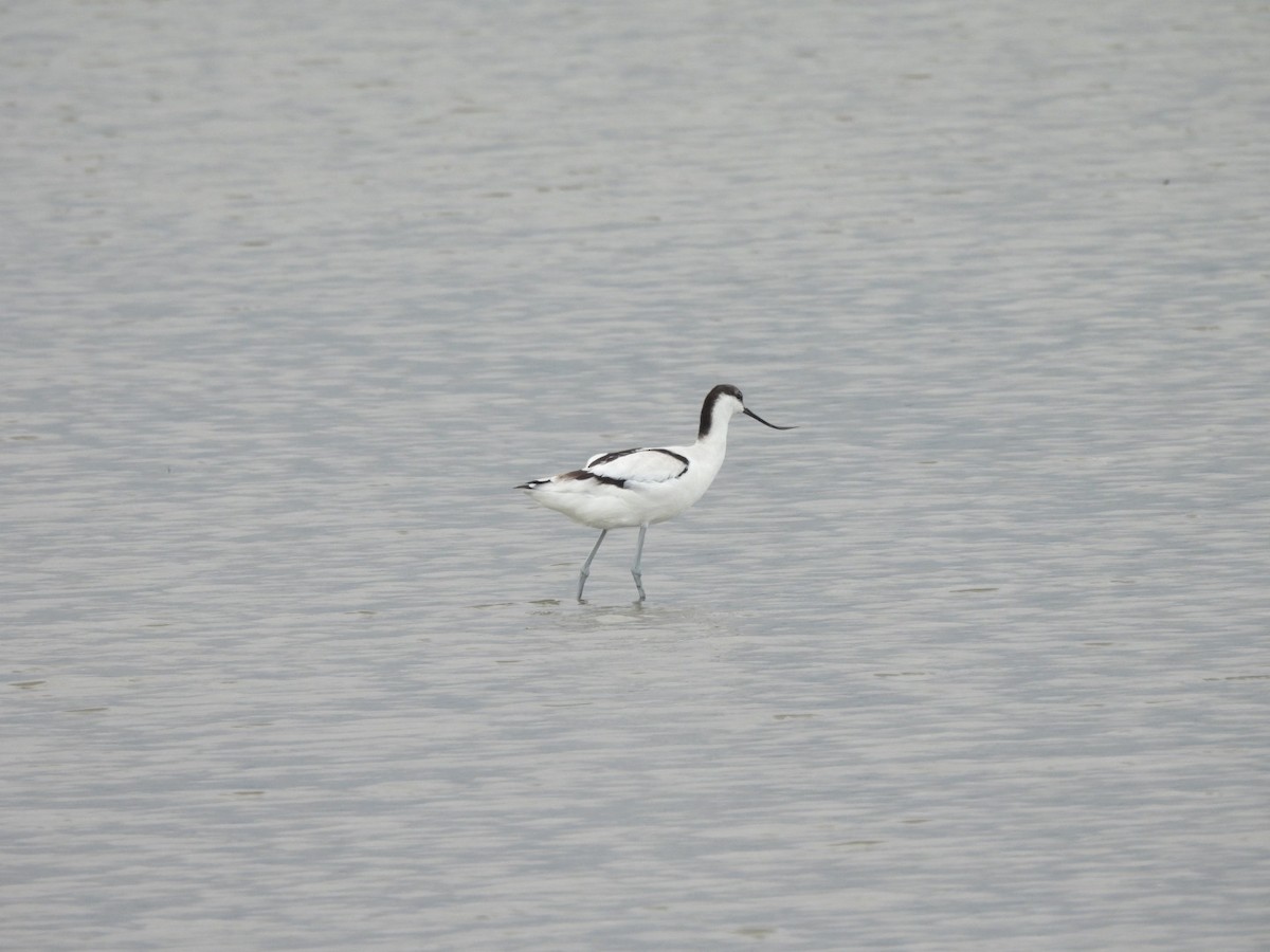 Алаг ээтэн - ML644736653