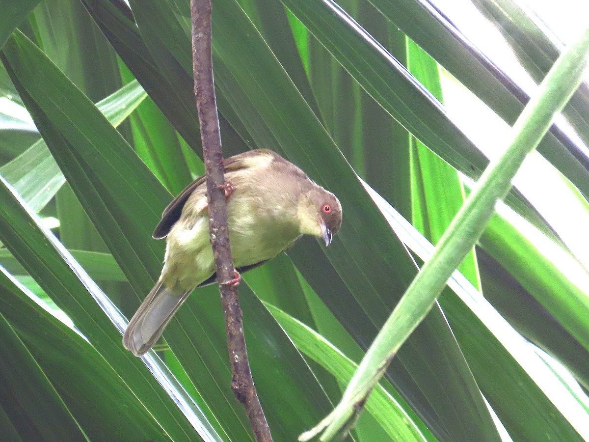 Red-eyed Bulbul - ML644736657