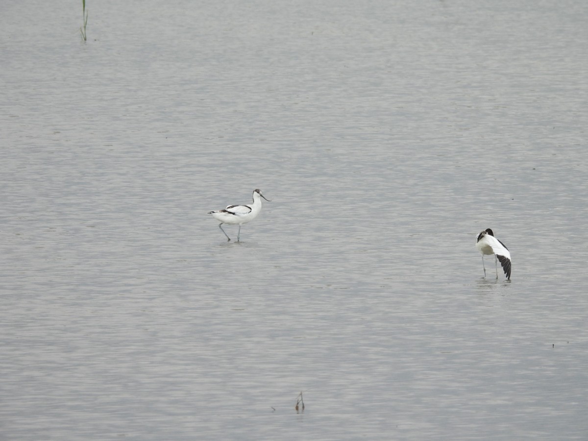 Алаг ээтэн - ML644736659