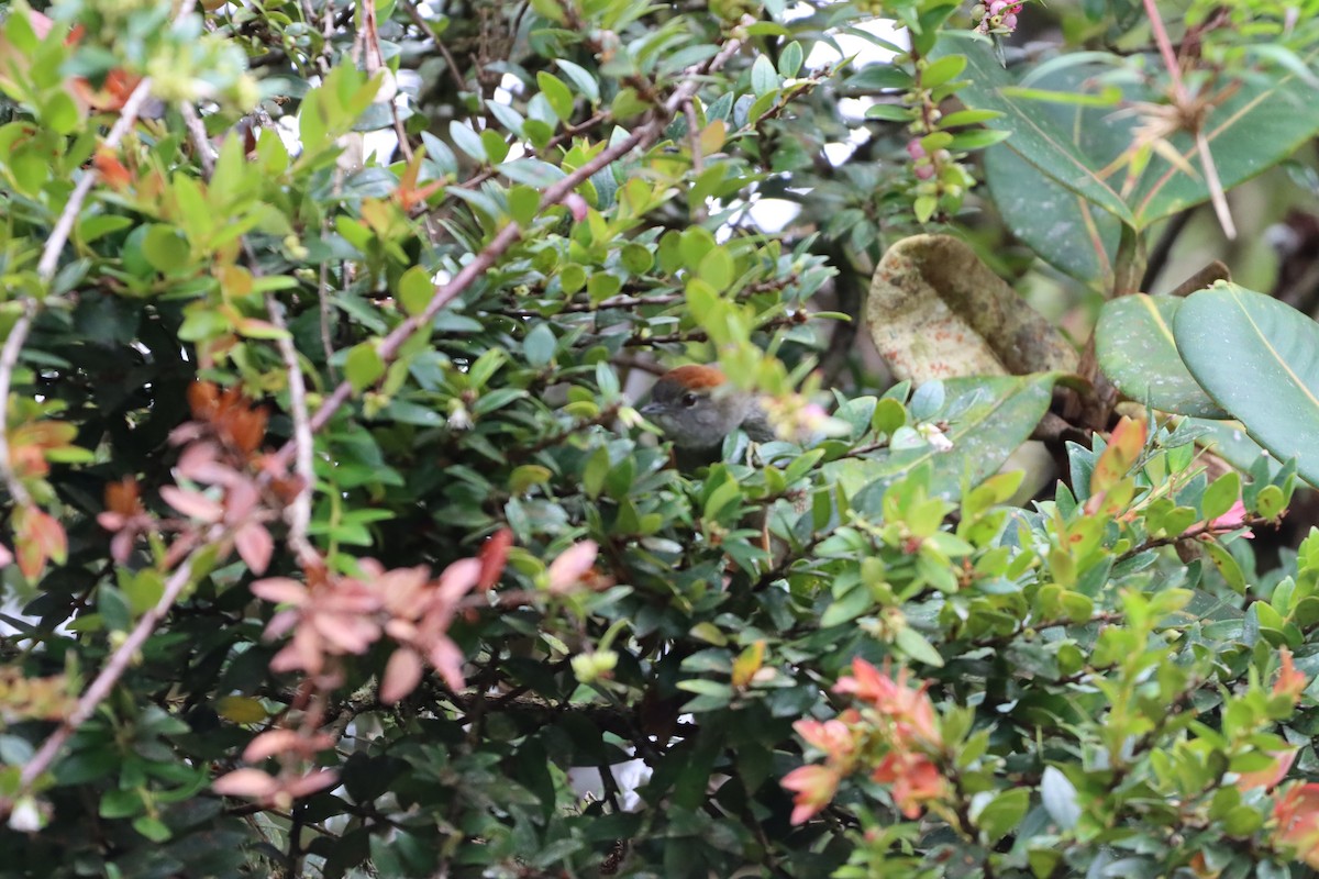 ミヤマオナガカマドドリ - ML644736660