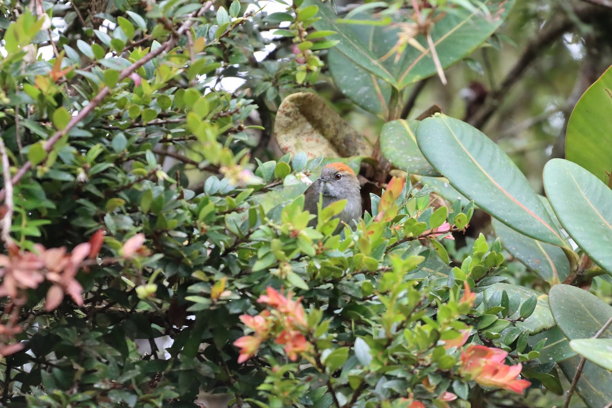 ミヤマオナガカマドドリ - ML644736661