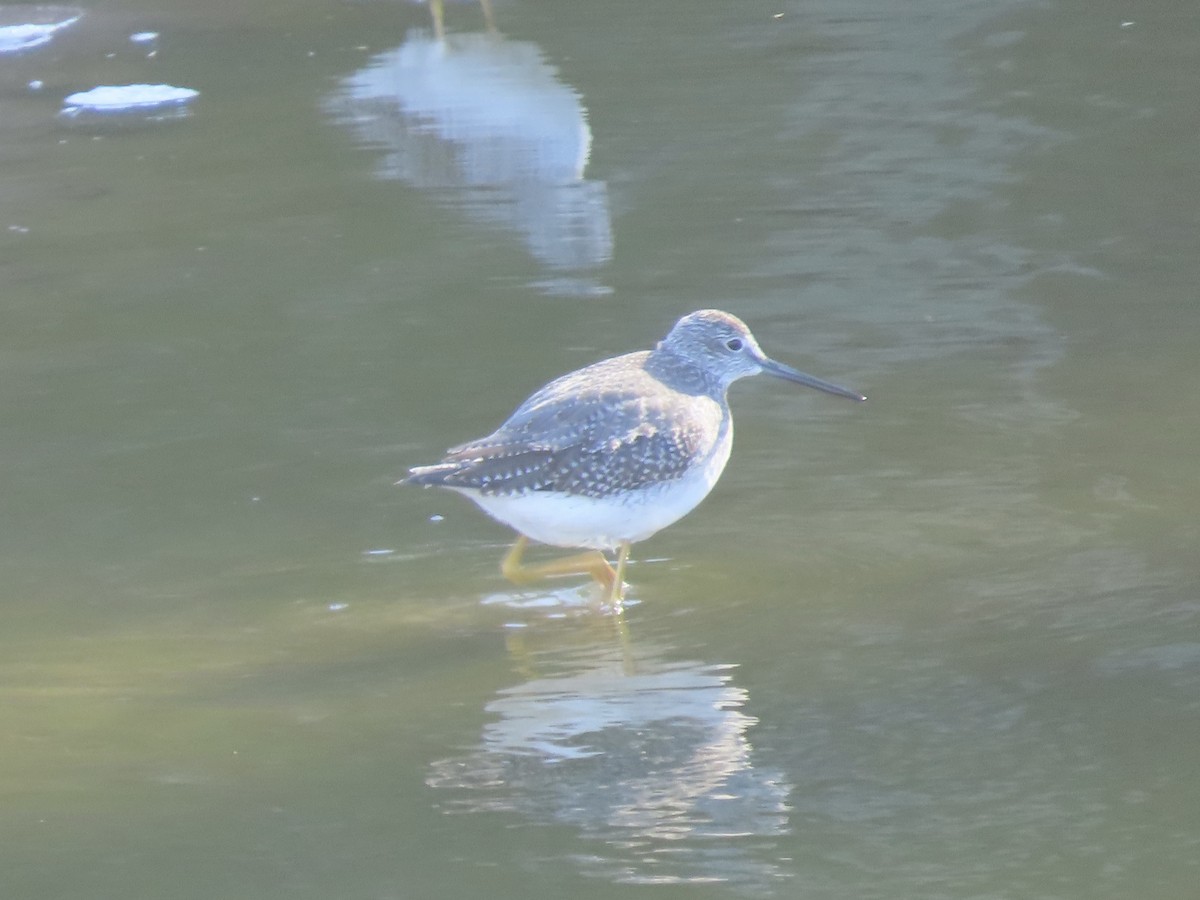Greater Yellowlegs - ML644736663