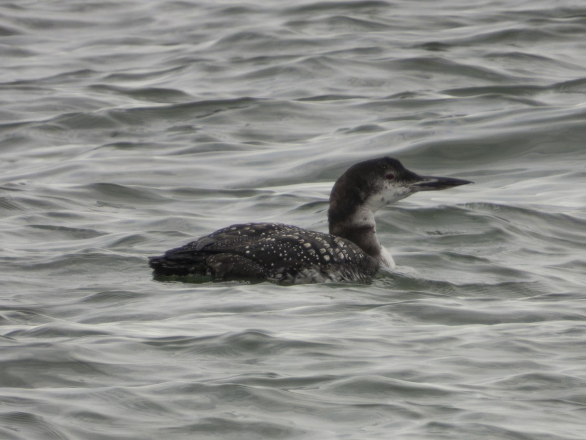 Aliota handia - ML644736685