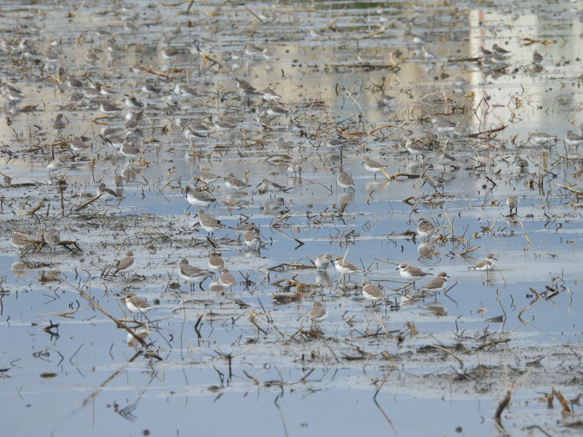 Хар элсэг - ML644736738