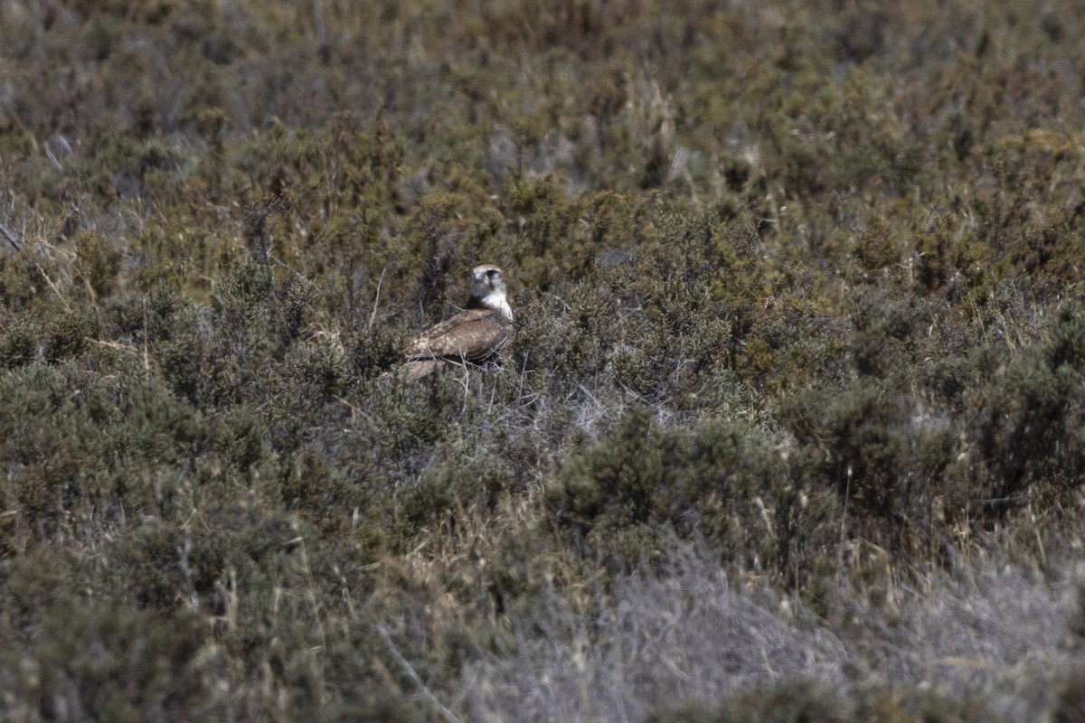 Brown Falcon - ML644736740