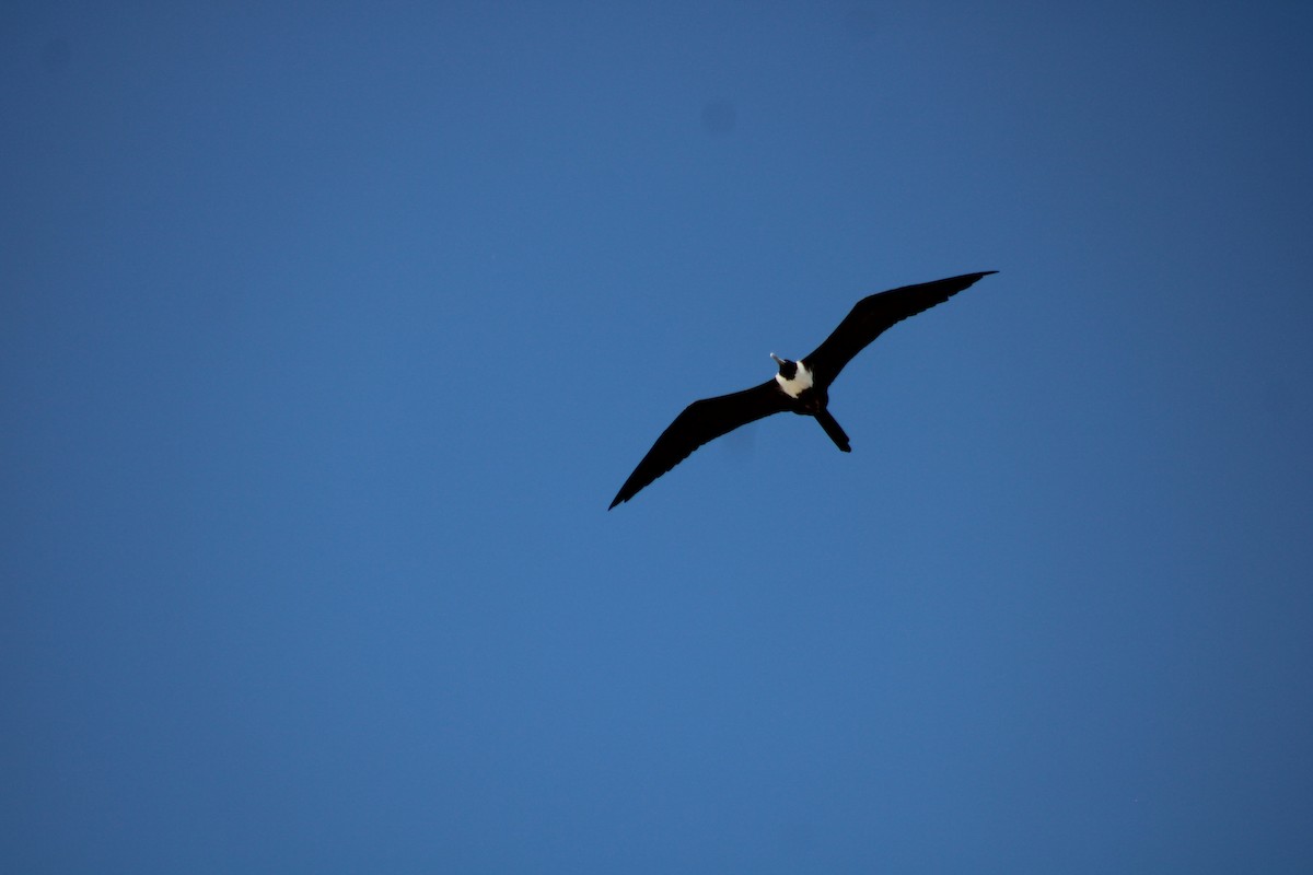 praktfregattfugl - ML644736741