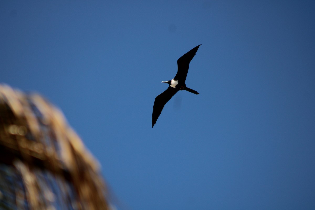 praktfregattfugl - ML644736744