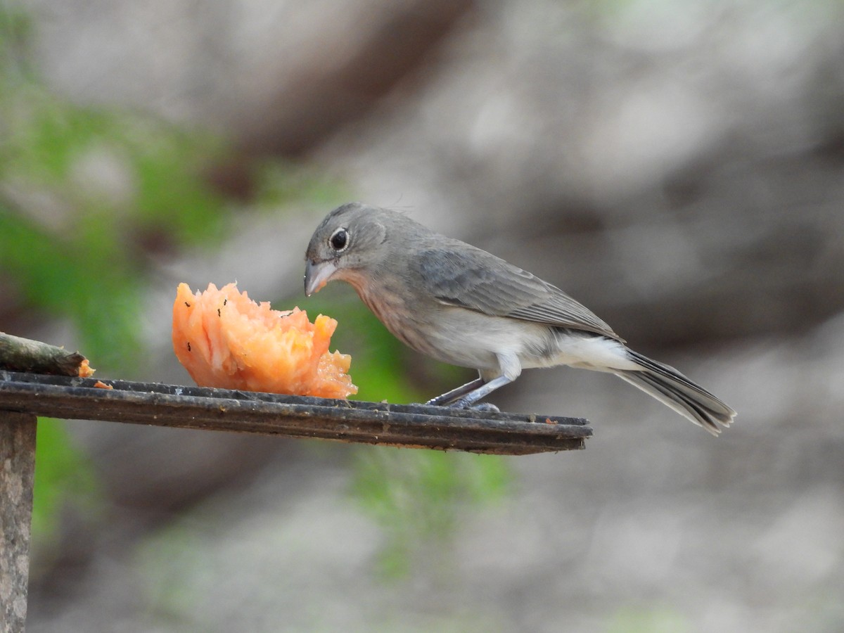Pileated Finch - ML644736745