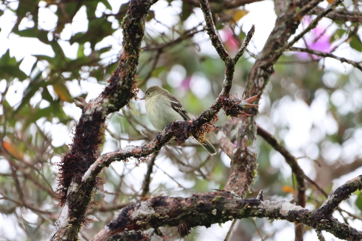 Mountain Elaenia - ML644736752