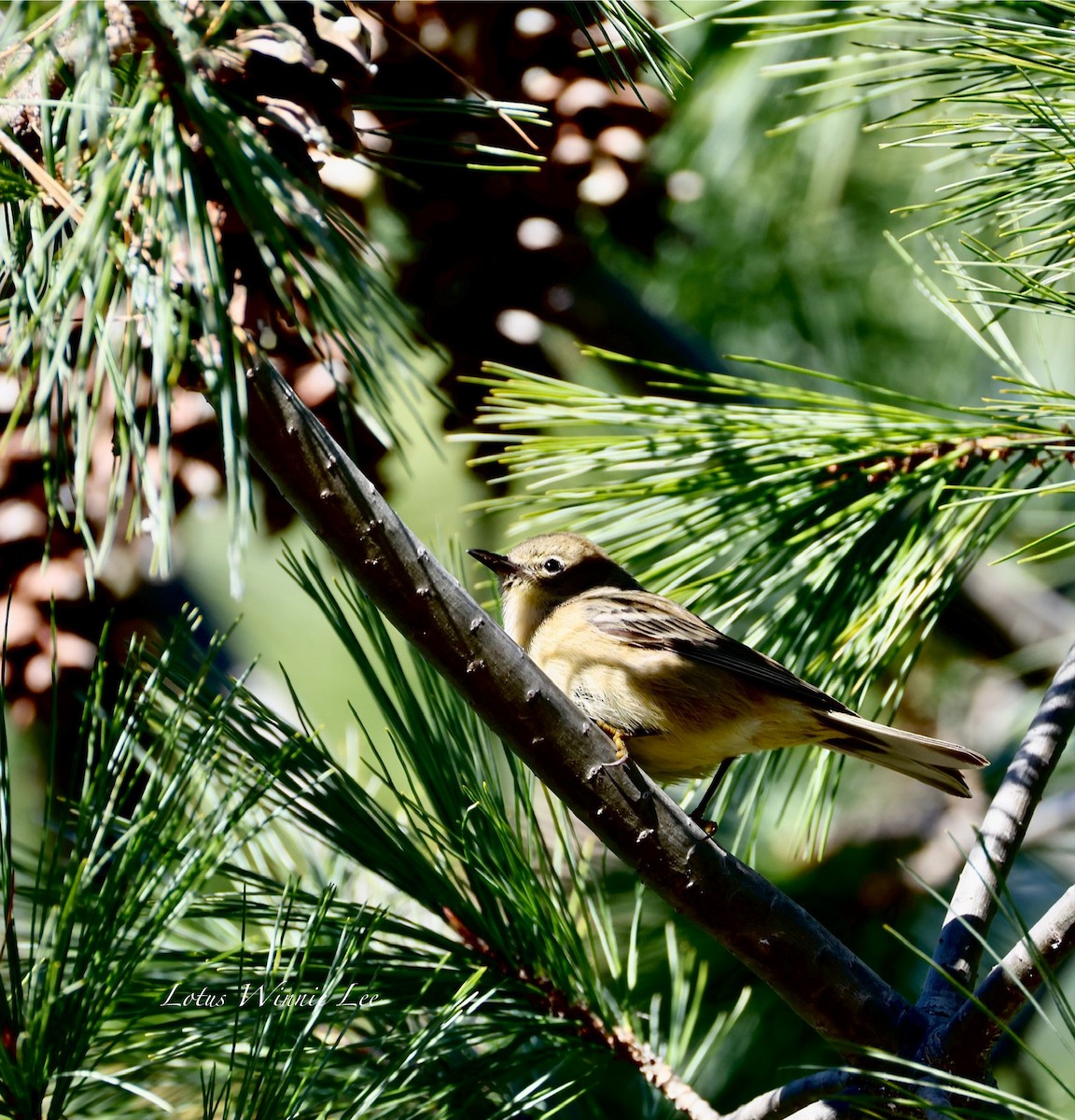 Paruline des pins - ML644736755