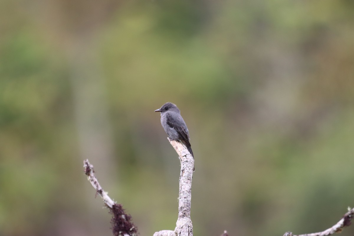 Smoke-colored Pewee - ML644736781