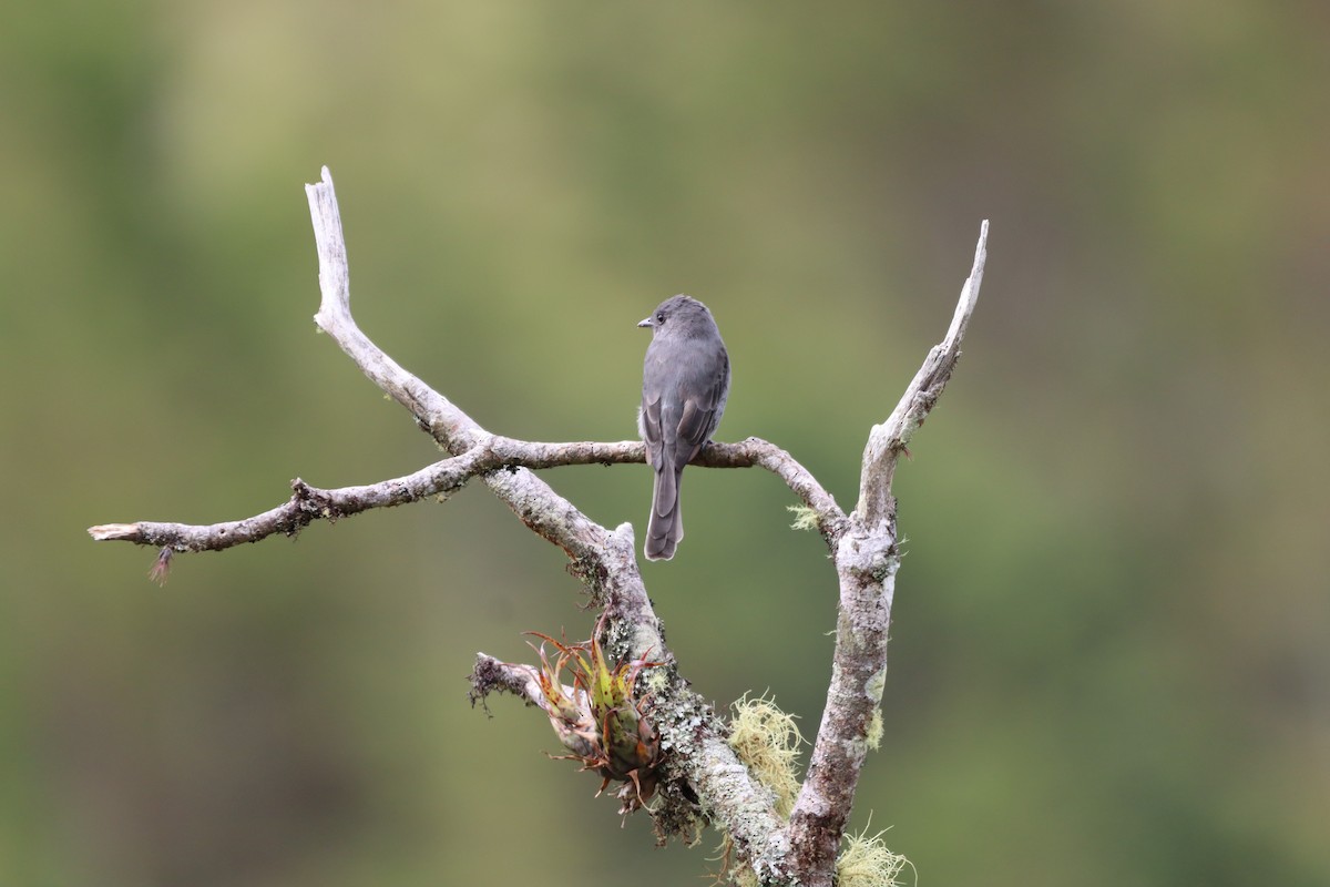 Smoke-colored Pewee - ML644736782