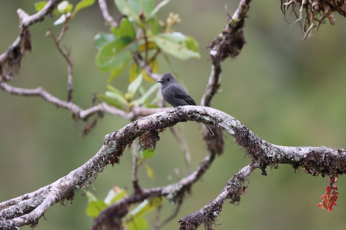 Smoke-colored Pewee - ML644736783