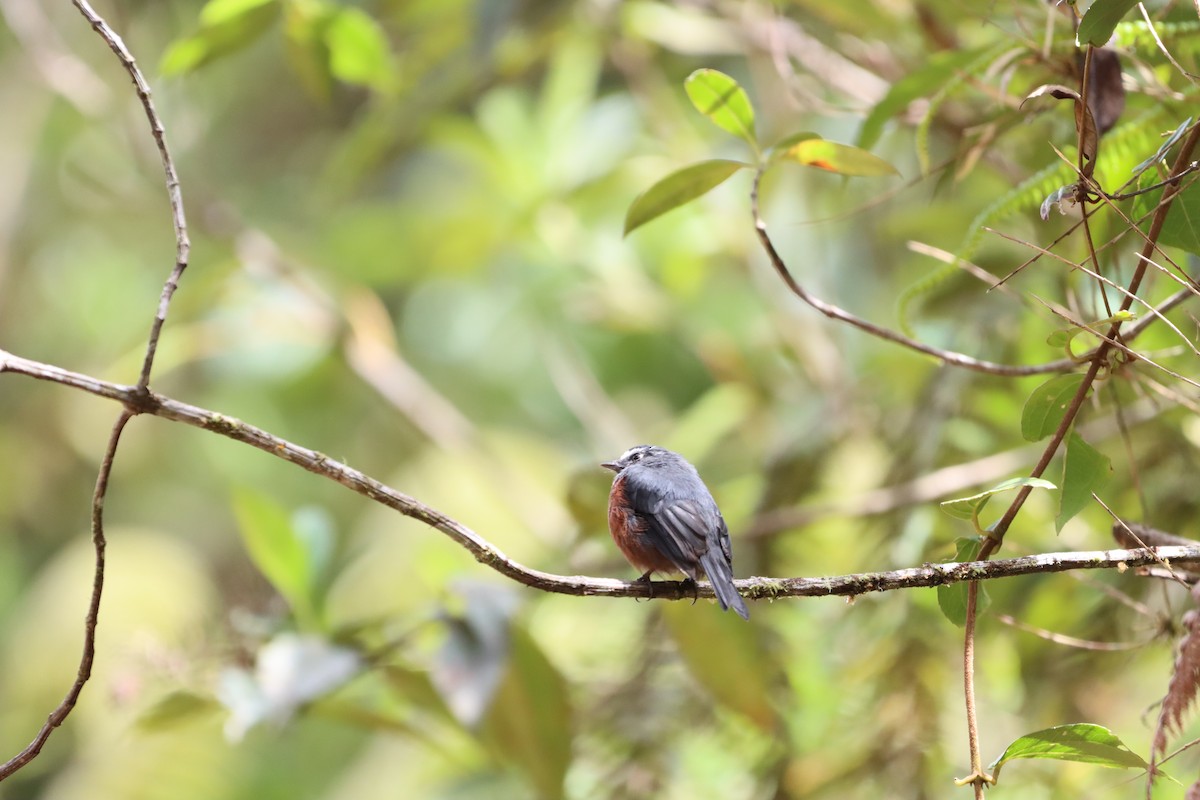 Chestnut-bellied Chat-Tyrant - ML644736786
