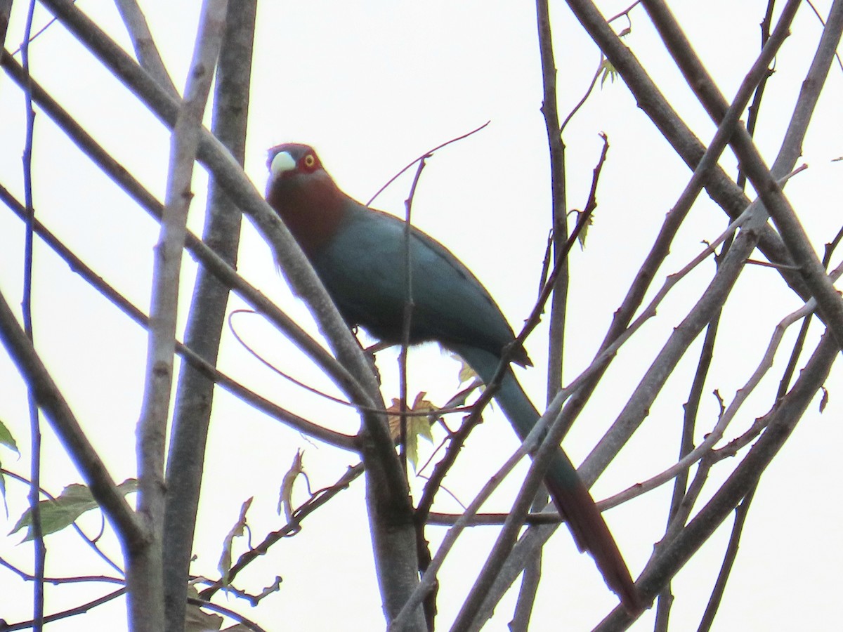 Chestnut-breasted Malkoha - ML644736788