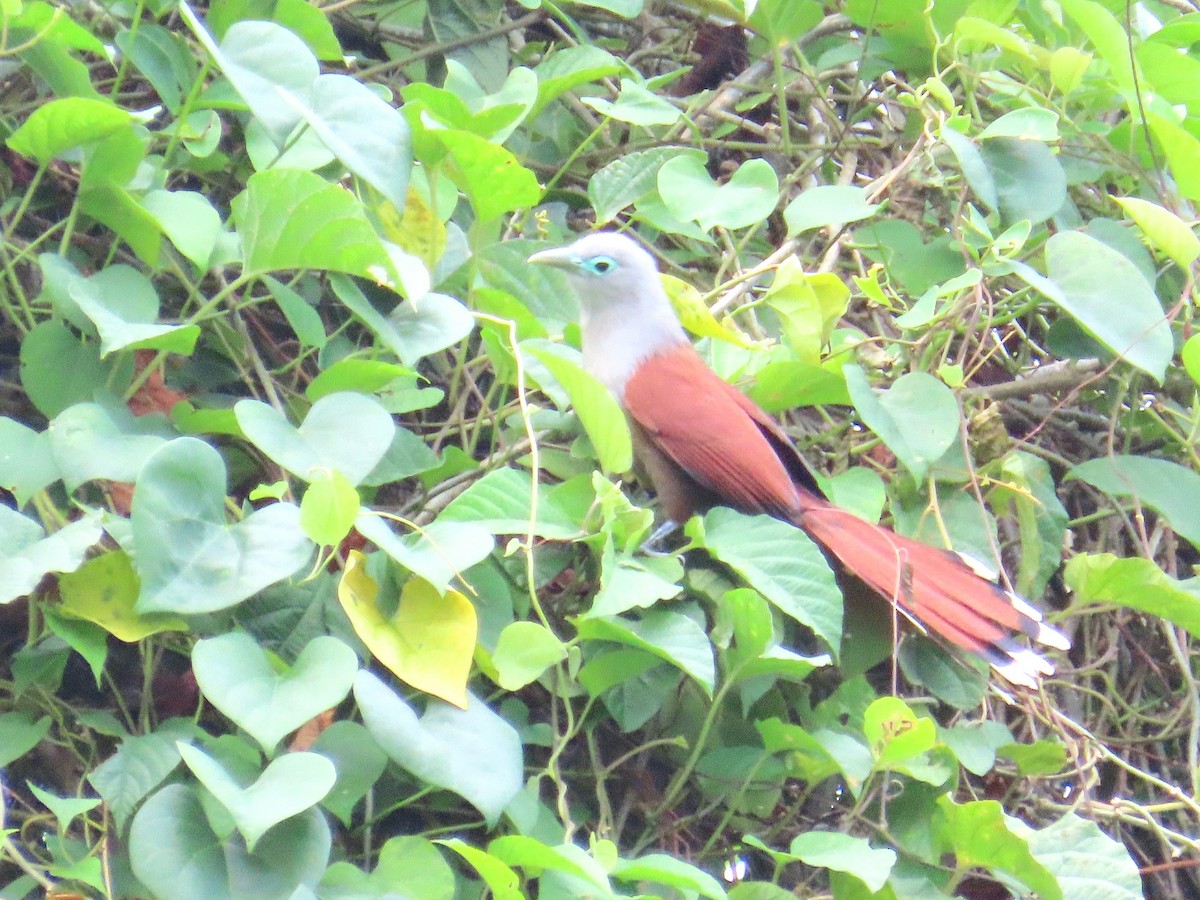 Raffles's Malkoha - ML644736791