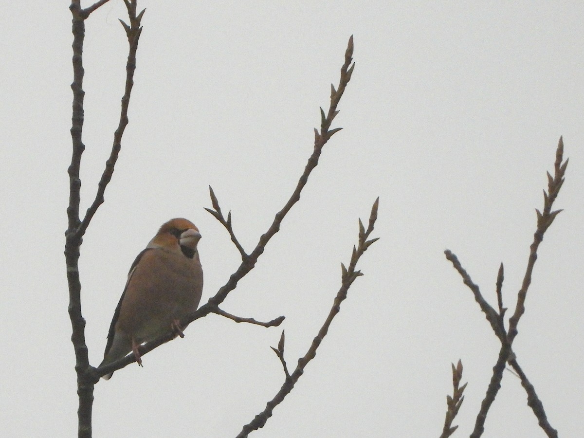 dlask tlustozobý - ML644736793