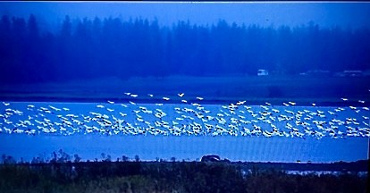 Snow Goose - ML644736804