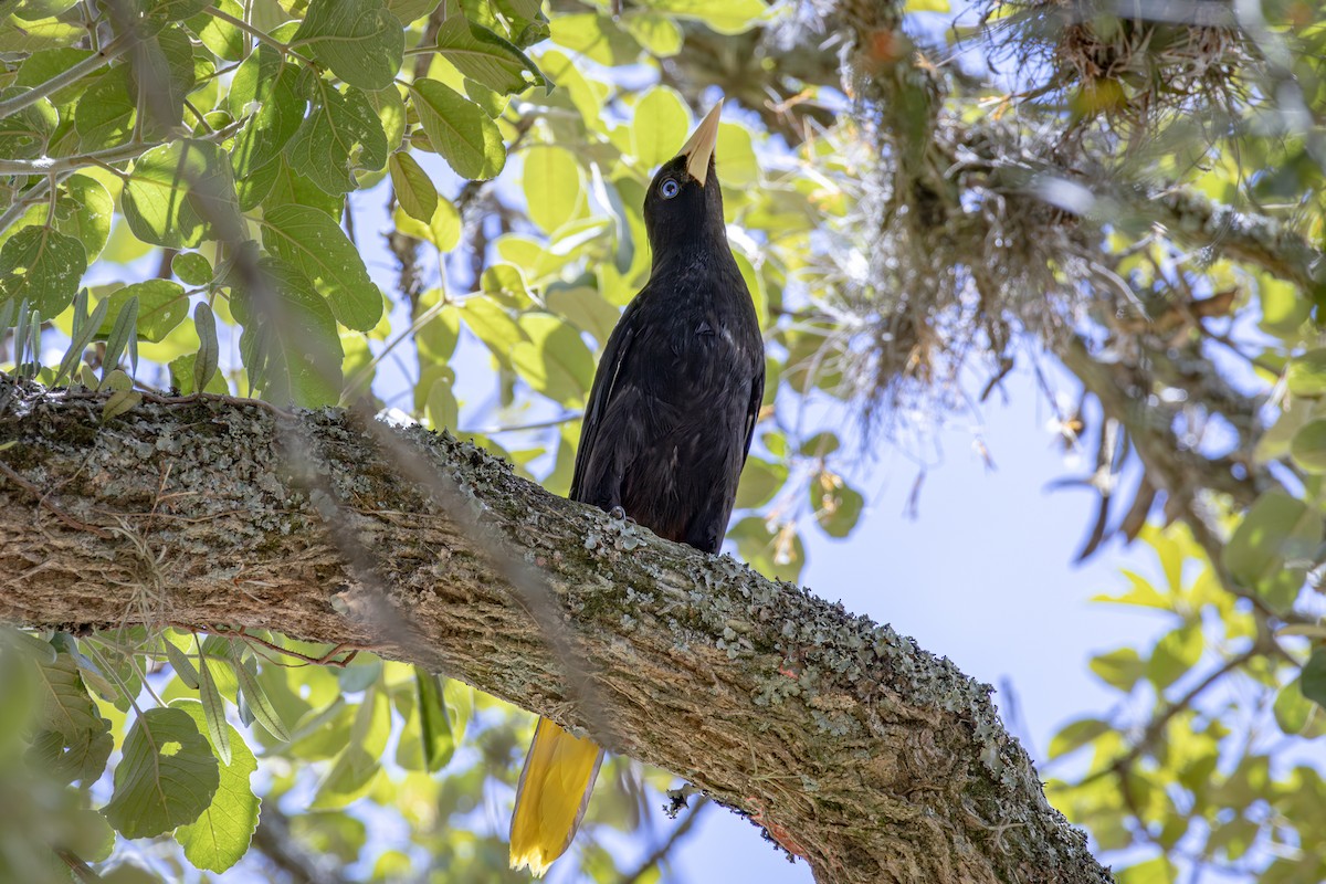Crested Oropendola - ML644736805