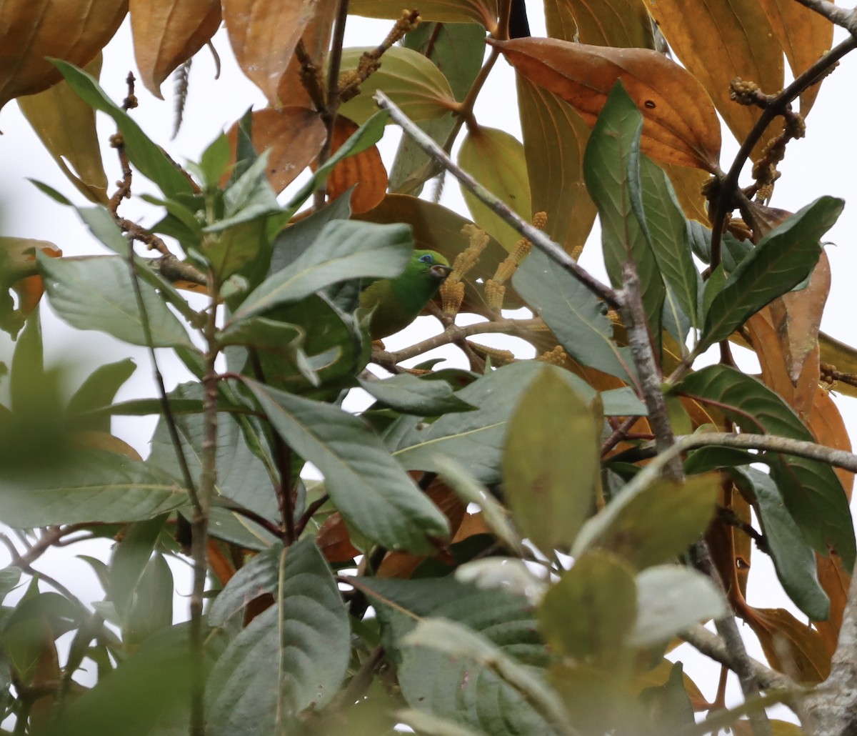 Blue-naped Chlorophonia - ML644736807