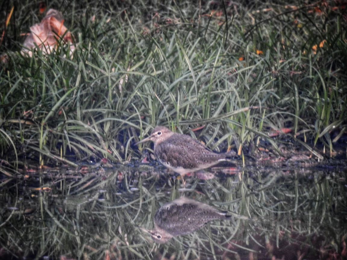 vodouš kropenatý - ML644736808