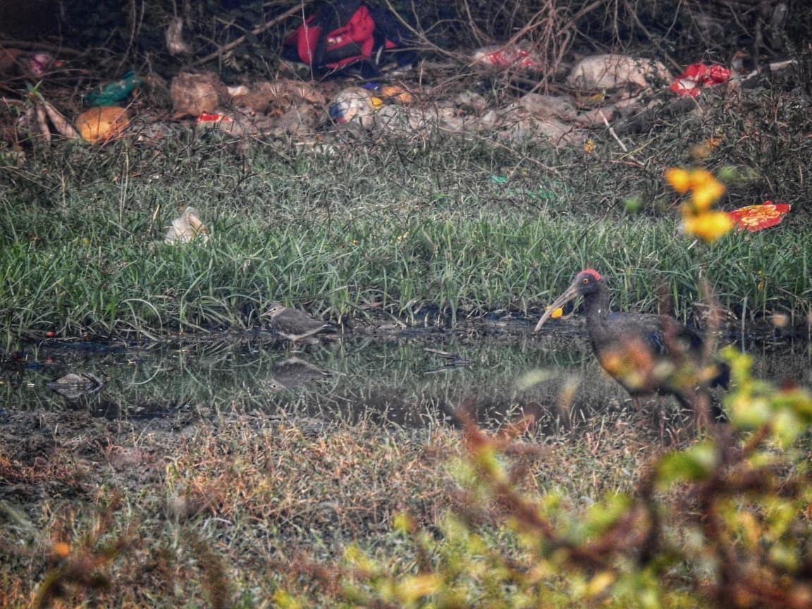 vodouš kropenatý - ML644736809