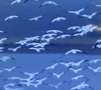 Snow Goose - ML644736829