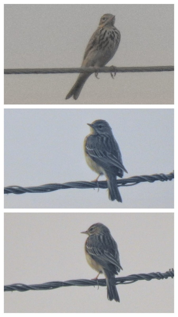 linduška lesní - ML644736830