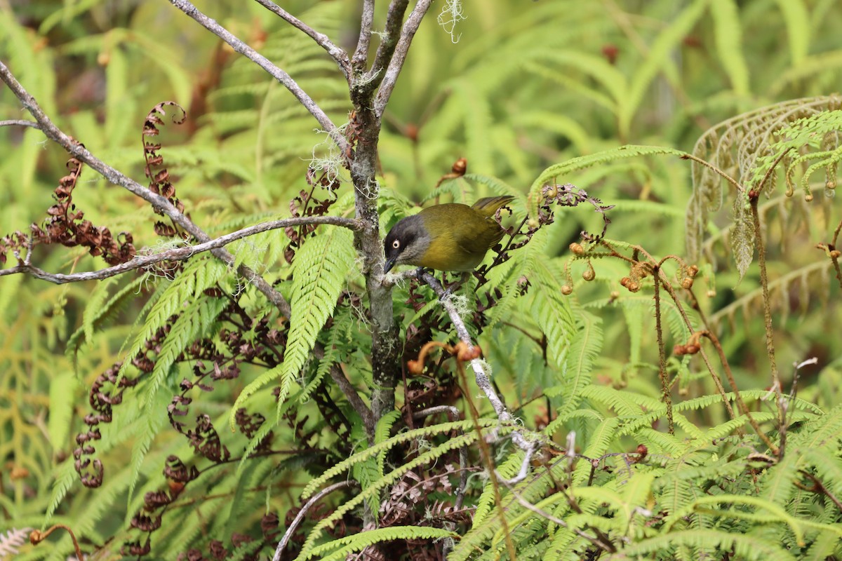 Common Chlorospingus - ML644736838