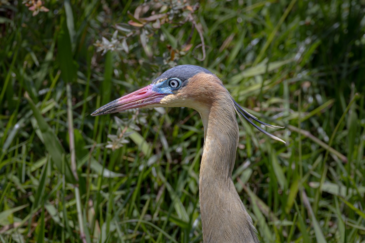 Whistling Heron - ML644736839
