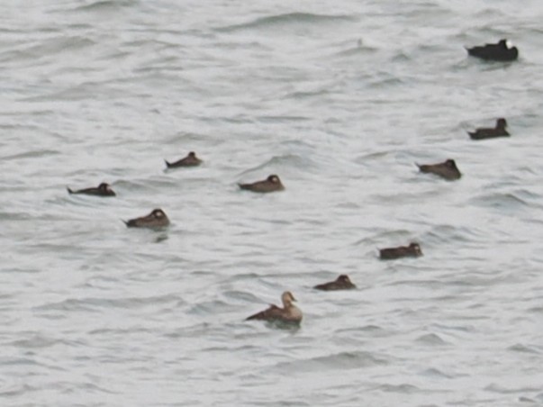 Гага-гребенушка - ML644736845