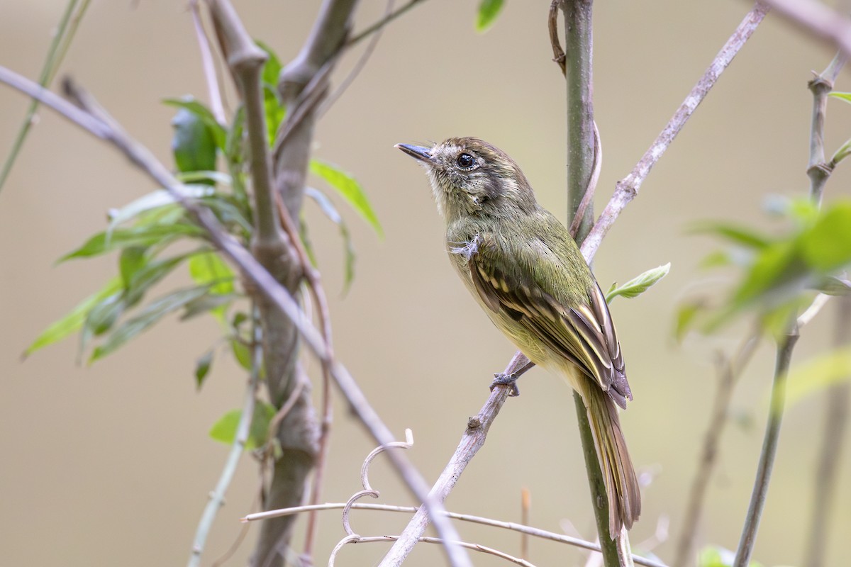 Sepia-capped Flycatcher - ML644736846