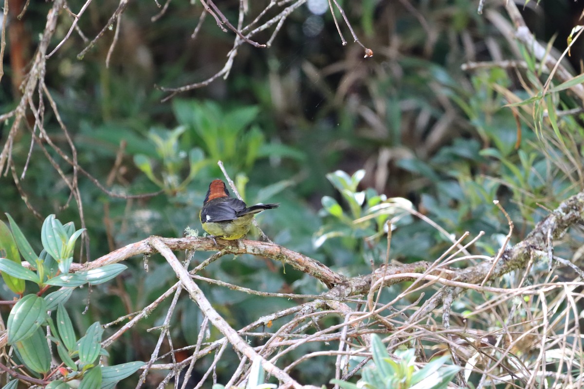 White-naped Brushfinch - ML644736848