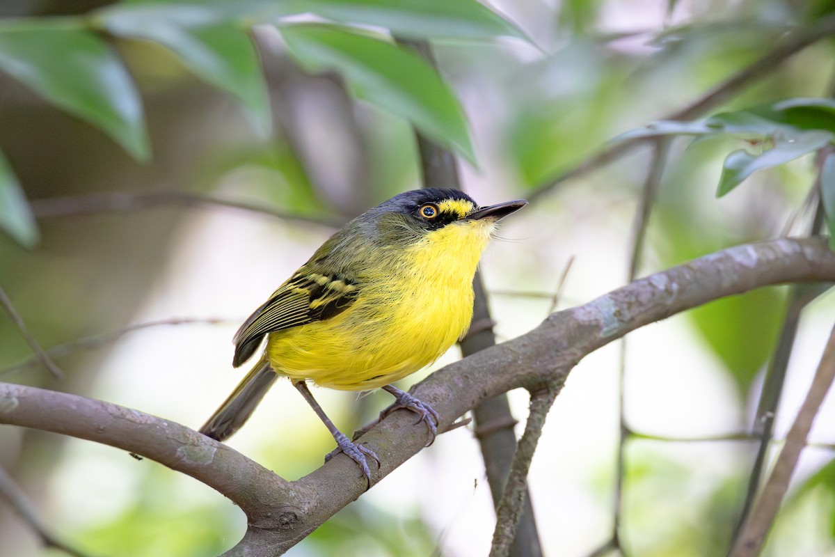 gultøyletodityrann - ML644736850