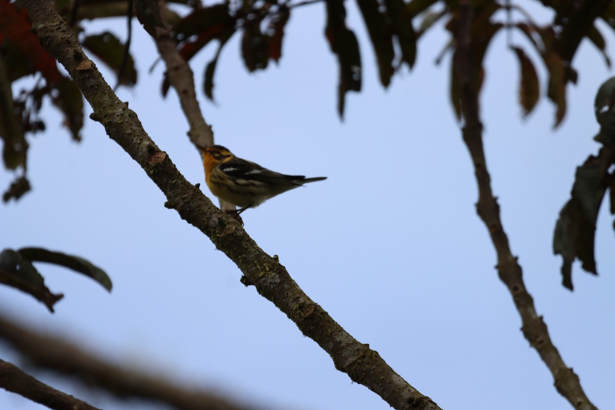 Blackburnian Warbler - ML644736854