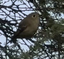 Erregetxo mottogorria - ML644736855