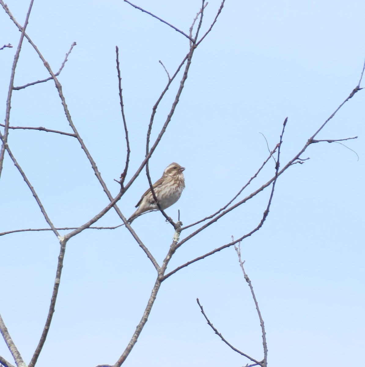 Purple Finch - ML644736863