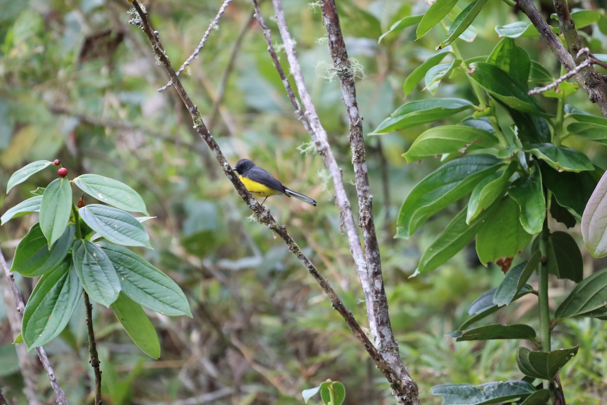 Slate-throated Redstart - ML644736872