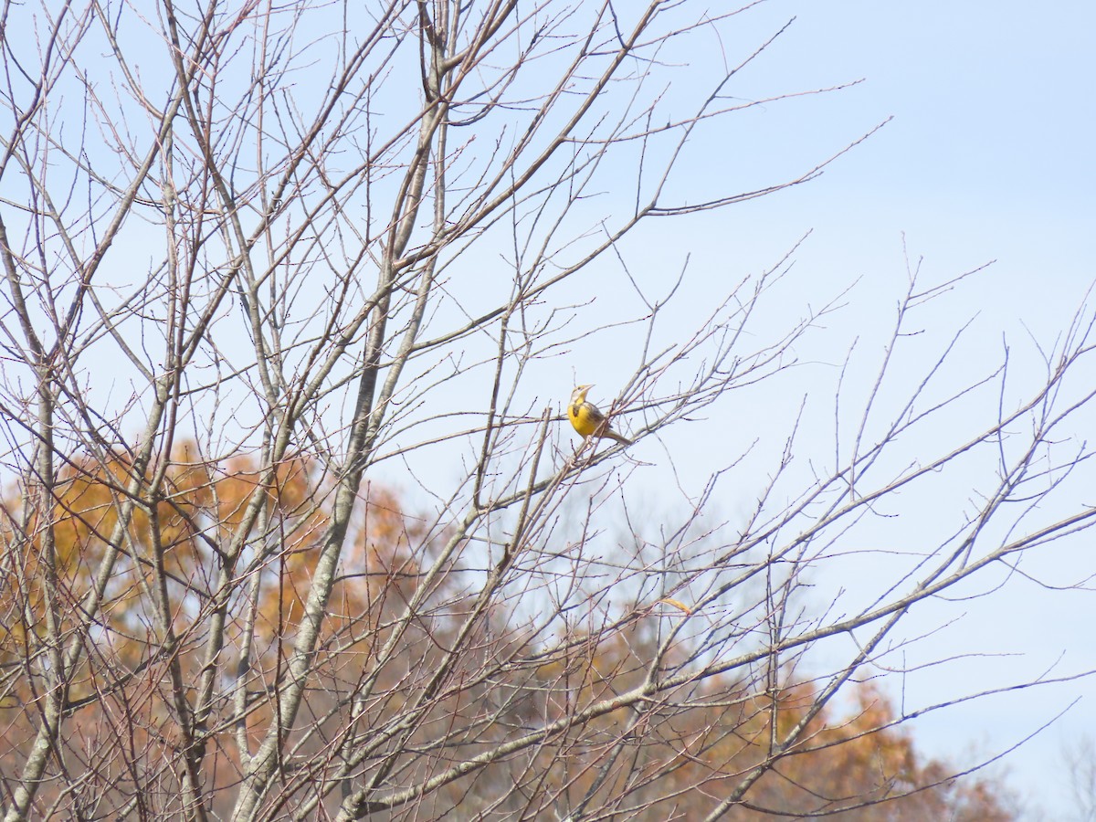 Eastern Meadowlark - ML644736876