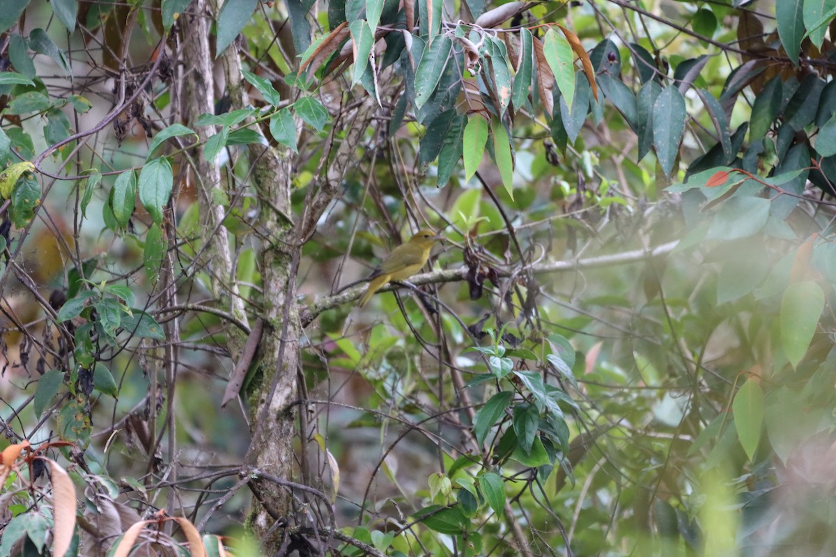 Summer Tanager - ML644736894