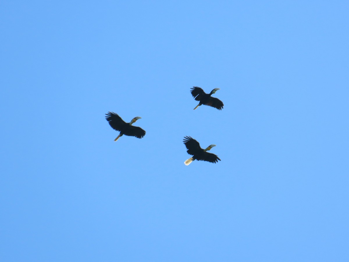 Wreathed Hornbill - ML644736895