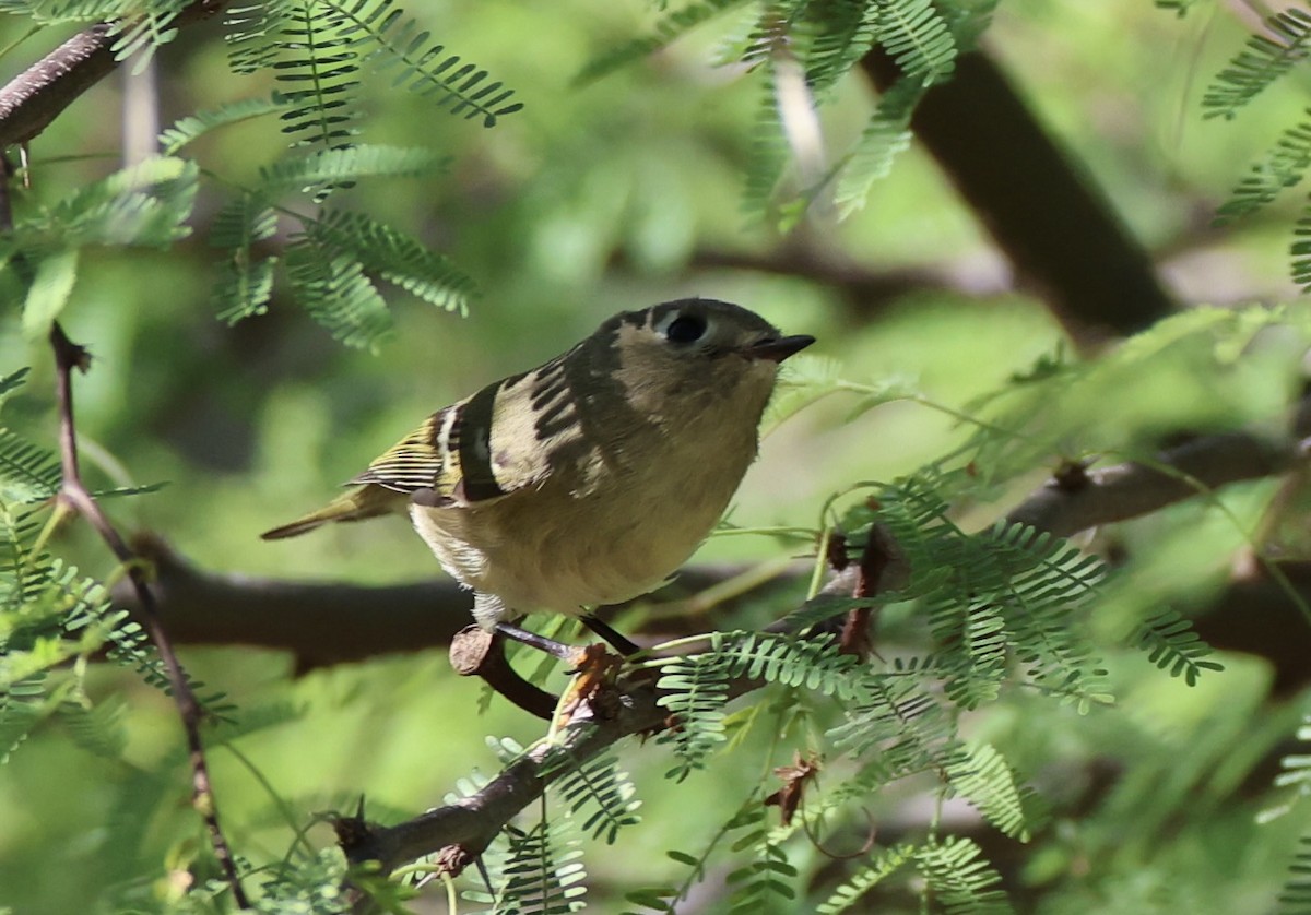 Ruby-crowned Kinglet - ML644736896
