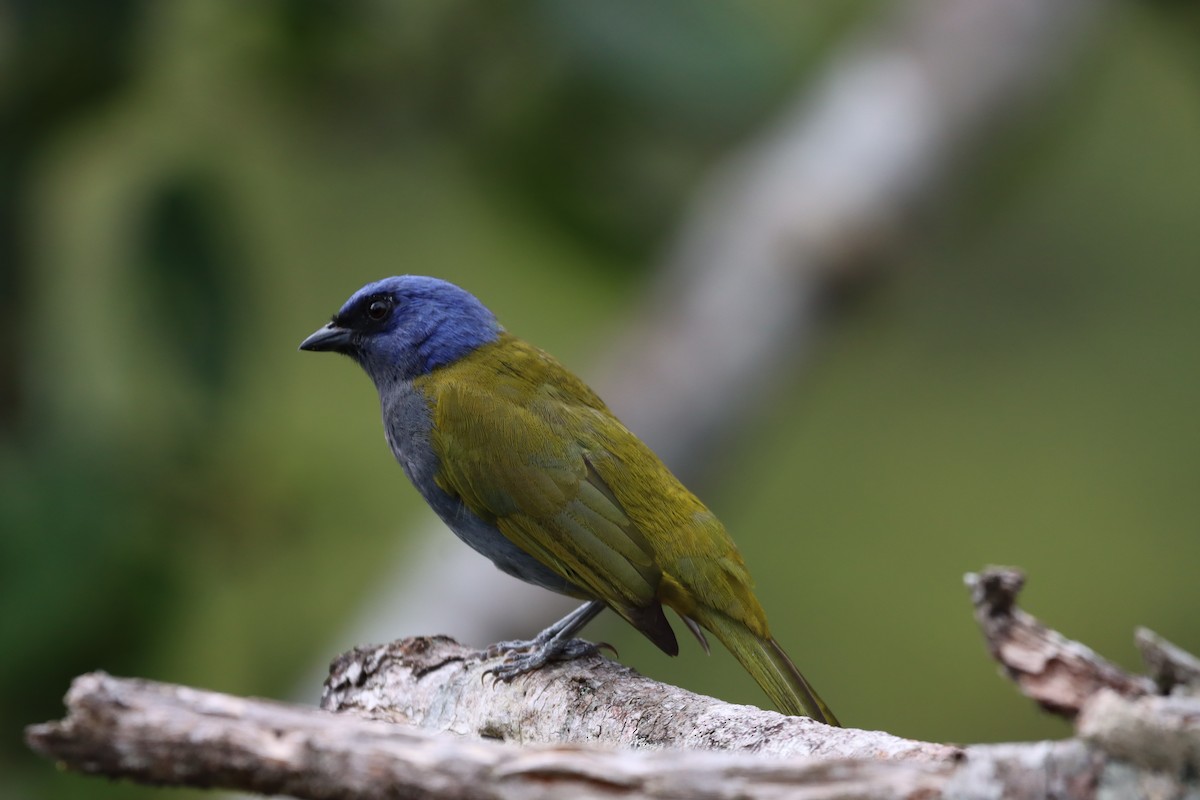 Blue-capped Tanager - ML644736902