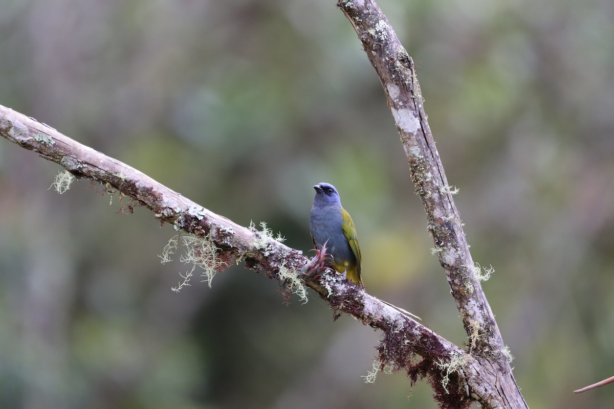 Blue-capped Tanager - ML644736903