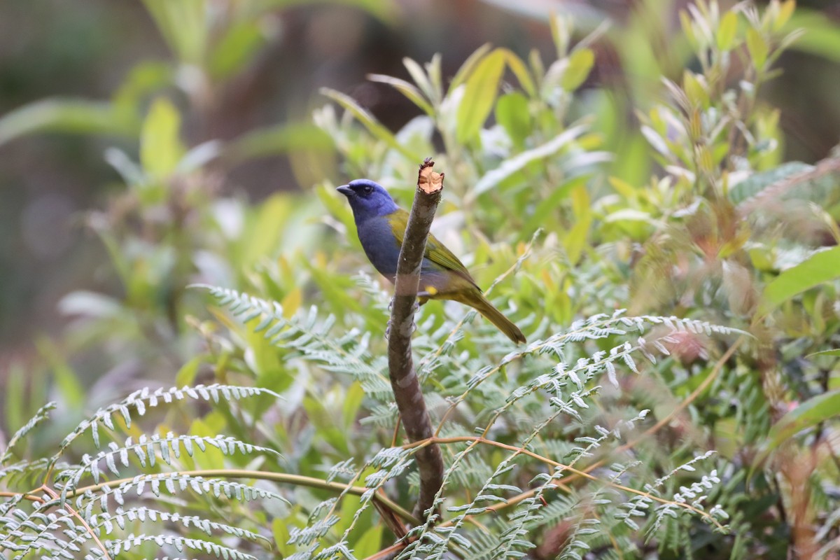 Blue-capped Tanager - ML644736904