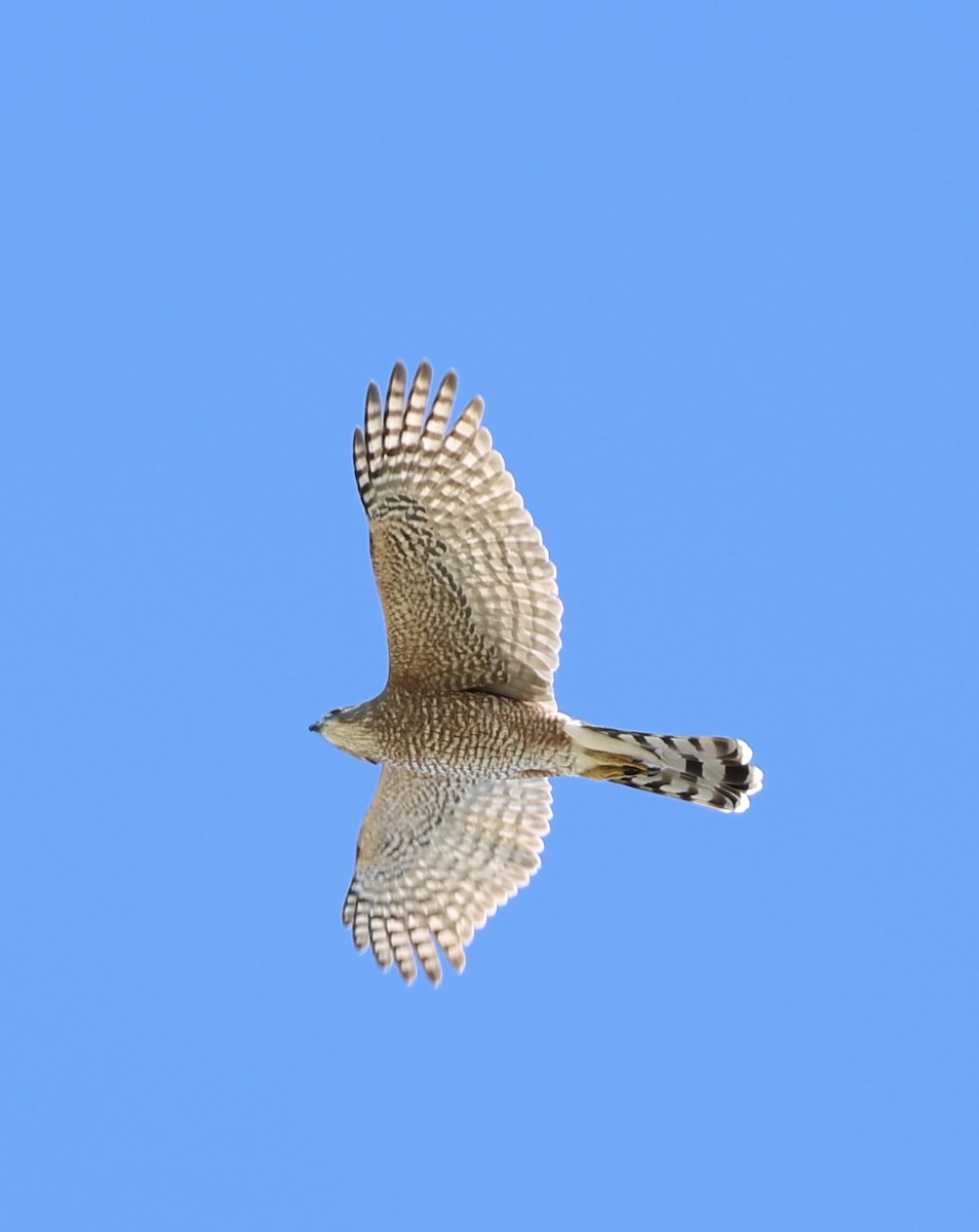 Cooper's Hawk - ML644736905