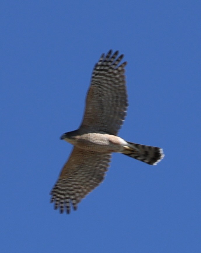 Cooper's Hawk - ML644736906